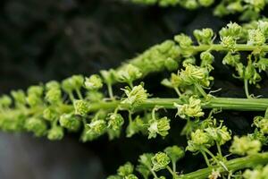 cerrado flor brotes negro gordolobo, oscuro gordolobo, en un de madera tablón recogido por herbalista antes de floración para utilizar en alternativa medicamento. foto