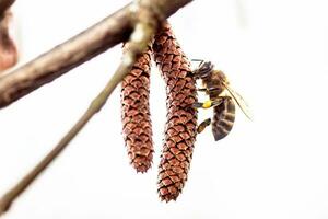 Honey bee collecting pollen from Common hazel, genus Corylus. Hazelnut earrings on a tree in early spring close-up photo