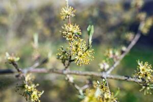 Forestiera acuminata, commonly known as eastern swamp privet A shrub in spring during the flowering period photo