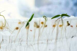 brotado desde semillas en baño papel, microverde pimienta coles. métodos de germinación de semillas a hogar. preparación para trabajo en el jardín. creciente vegetales en un eco-granja foto