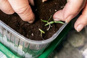 Hands of a farmer planting seedlings germinated from seeds in the ground in plastic containers photo