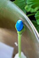 Germination of seeds at home. Pumpkin seeds germinated in toilet paper in a container on the window photo