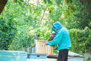 Beekeeper looking after bees and preparing for honey by maintaining the beehive. beekeeper holding a honeycomb full of bees. Beekeeper inspecting honeycomb frame at apiary. Beekeeping concept photo