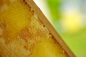 yellow sealed cells on the frame. Honey frame with mature honey. Wooden small frame with honeycombs full of acacia honey. photo