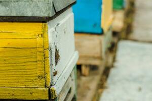 abejas a antiguo colmena entrada. abejas volviendo desde miel colección a amarillo colmena. abejas a entrada. abeja colonia guardias colmena desde saqueo gotas de miel. abejas regreso a Colmena después flujo de miel. Copiar espacio foto