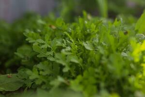 Leaves of arugula in the rays of the setting sun. Green fresh leaves in garden in village. Non-GMO diet product. Ecological farming. photo