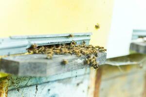 Bees at old hive entrance. Bees returning from honey collection to yellow hive. Bees at entrance. Honey-bee colony guards hive from looting honeydew. bees return to beehive after honeyflow. Copy space photo