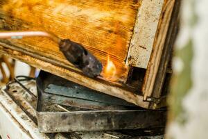 Procesando de abeja marcos y urticaria para el miel cosecha estación. disparo el de madera partes de el colmena con un soplete. apicultura trabajo en el primavera y después invierno. foto