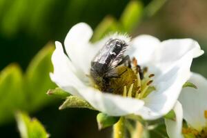 Tropinota hirta in Strawberry flowers. Blooming strawberries. Beautiful white strawberry flowers in green grass. Meadow with strawberry flowers. Nature strawberry flower in spring. photo