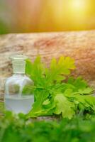 Oak and tincture of oak in a white bottle with a cork on the grass. A medicine bottle next to the oak leaves. Medical preparations from plants. Cooking potions from medicinal plants. photo