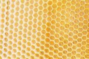 Honeycombs, with fresh honeycomb, are filled with acacia honey. Close-up photo