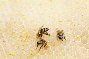 Fluffy bee on honeycombs. Honey has a unique taste and aroma that will help you enjoy the real goodies of nature photo