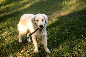 un grande blanco Labrador perdiguero lleva un palo en el verano en un césped con un trébol foto