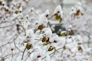 Snow on the branches of a tree in the city. Winter background photo