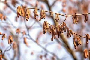 Hazelnut catkins in the spring forest. Springtime. photo