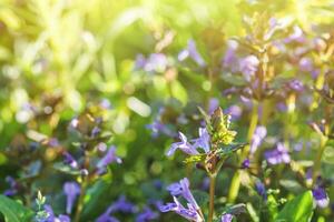 Glechoma hederacea, creeping charlie, alehoof, tunhoof, catsfoot, field balm in the spring on the lawn during flowering. Blue or purple flowers used by the herbalist in alternative medicine photo
