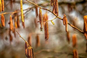 Honey bee collecting pollen from a catkins of a hazel tree photo