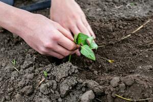Farmer's hand burying seedlings in fertile soil in vegetable garden in spring during planting photo