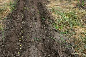 Pea seeds in the garden in spring. Planting peas on an environmentally friendly farm photo