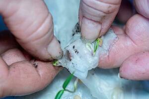 Farmer taking sprouted seeds from toilet paper after germination photo