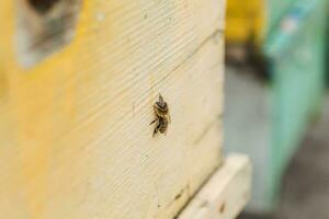 abejas a antiguo colmena entrada. abejas volviendo desde miel colección a amarillo colmena. abejas a entrada. abeja colonia guardias colmena desde saqueo gotas de miel. abejas regreso a Colmena después flujo de miel. Copiar espacio foto