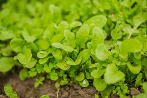 Leaves of Different Arugula Sorts in the rays of the setting sun. Green fresh leaves in garden in village. Non-GMO diet product. Ecological farming. photo
