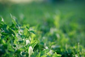 Glade with clover, trefoil, genus Trifoliumat at sunset rays of the sun illuminate the grass and clover. Patrick's Day. photo