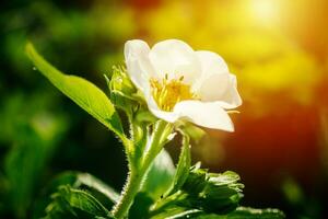 Strawberry flowers. Blooming strawberries. Beautiful white strawberry flowers in green grass. Meadow with strawberry flowers. Nature strawberry flower in spring. Strawberries flowers in meadow. photo