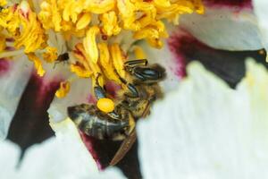 White peony flower close up detail. Honey bee with a curd on the stained peon stamens. Bees collect pollen from Paeonia suffruticosa, tree peony or paeony flower. many bees inside the flower. photo