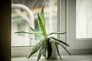 áloe vera de la naturaleza farmacia. esta Notable planta, nativo a África, sostiene dentro sus hojas un riqueza de curación propiedades. foto