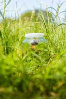 glass jar with butterfly green grass in the park. close-up photo