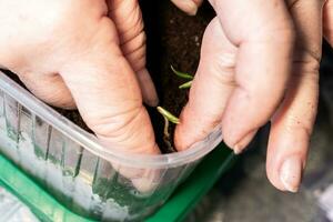 Hands of a farmer planting seedlings germinated from seeds in the ground in plastic containers photo