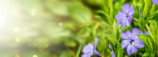 Blue periwinkle flowers with bokeh effect. Spring background. photo