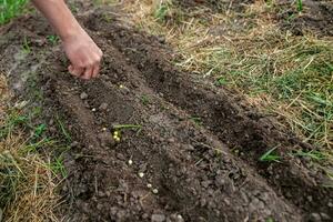 Farmer's hand planting pea seeds in fertile soil in bed in spring photo