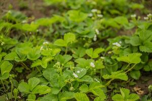 Strawberry beds with small white flowers. Non-varietal berries. Degenerate strawberry bushes growing wild in the garden in the village. photo