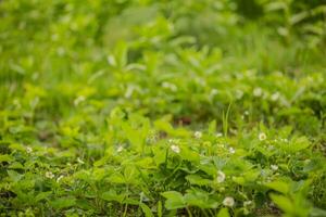 Strawberry beds with small white flowers. Non-varietal berries. Degenerate strawberry bushes growing wild in the garden in the village. photo