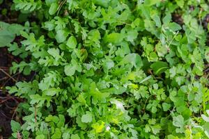 Leaves of arugula in the rays of the setting sun. Green fresh leaves in garden in village. Non-GMO diet product. Ecological farming. photo