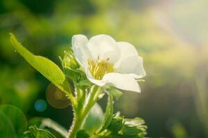 Strawberry flowers. Blooming strawberries. Beautiful white strawberry flowers in green grass. Meadow with strawberry flowers. Nature strawberry flower in spring. Strawberries flowers in meadow. photo