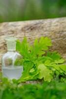 Oak and tincture of oak in a white bottle with a cork on the grass. A medicine bottle next to the oak leaves. Medical preparations from plants. Cooking potions from medicinal plants. photo