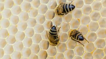 abejas recoger miel desde panales en de madera marcos miel es un real obra maestra de naturaleza, cuales tiene un genial gusto y muchos beneficioso propiedades para salud foto