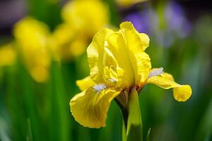Wildflower pseudacorus iris growing tall in a pond with green leaves and yellow petals photo