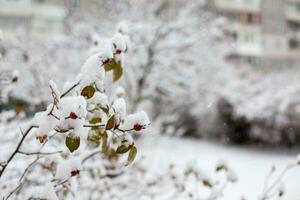 nieve en el ramas de un arbusto en el ciudad parque en invierno foto