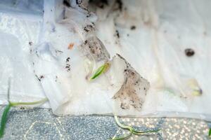 Sprouted from seeds in toilet paper, microgreen pepper sprouts. Methods of germination of seeds at home. Preparation for work in the garden. Growing vegetables on an eco-farm photo