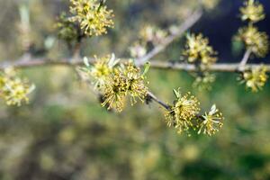 Blossoming branch of a dogwood with yellow flowers in spring photo