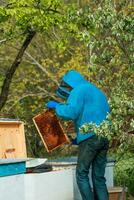 A beekeeper examines a frame with honey bees. A beekeeper in an apiary stands by a beehive with a bee family. Artificial insemination of queen bees. The selection of queen bees. photo