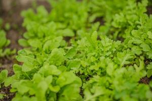 Leaves of Different Arugula Sorts in the rays of the setting sun. Green fresh leaves in garden in village. Non-GMO diet product. Ecological farming. photo