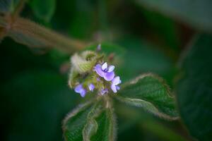 púrpura flor de haba de soja de cerca. haba de soja cosecha en el no GMO campo. glicina máximo, haba de soja, soja frijol brote creciente soja en un industrial escala. joven haba de soja plantas con flores foto