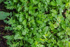 Leaves of arugula in the rays of the setting sun. Green fresh leaves in garden in village. Non-GMO diet product. Ecological farming. photo