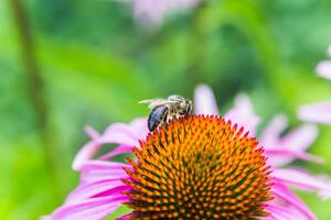 Bee close-up on a flower of echinacea, coneflowers. The bee collects the nectar from the flower of Echinacea purpurea. photo