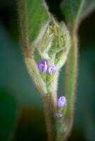 púrpura flor de haba de soja de cerca. haba de soja cosecha en el no GMO campo. glicina máximo, haba de soja, soja frijol brote creciente soja en un industrial escala. joven haba de soja plantas con flores foto